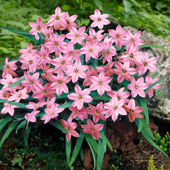 Easy to Grow Starflower 'Charlotte Bishop' Plant Bulbs (10 Pack) - Light Pink Flowering Blooms in Spring Gardens