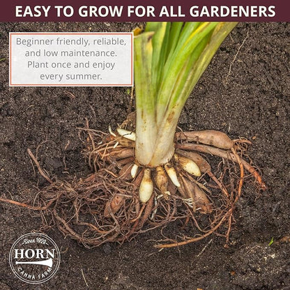 Double Charm Daylily Flower Bulbs – Double Lemon-Yellow Blooms – Easy-Grow, Drought-Tolerant Hardy Perennial for Full Sun (Zones 3–9) Fall Planting Spring Blooming