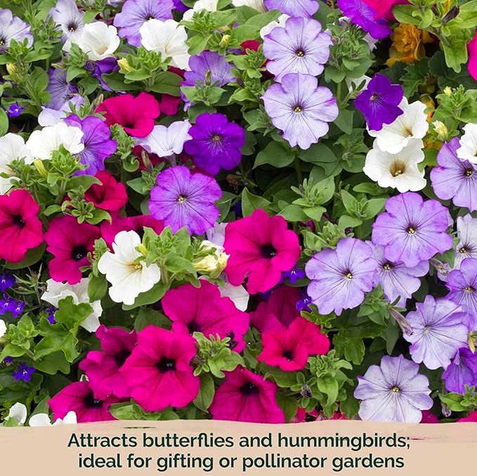 KVITER 2,000 Mix Dwarf Petunia Seeds for Planting Flowers (Nana Compacta) — Mini Petunia Flower Seeds, Annual, Organic & Non GMO — Beds, Hanging Baskets, Containers, Outdoor & Indoor Garden