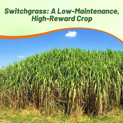 Outsidepride Switchgrass Seed - 25 lbs. Perennial Hardy, Drought & Flood Tolerant Native Grass Seed Ideal Fast-Growing Grasses for Erosion Control, Wildlife Forage & Food Plots, Thrives in Poor Soil