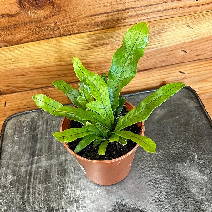 Microsorum Musifolium Crocodile Fern, 4" Plant