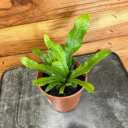 Microsorum Musifolium Crocodile Fern, 4" Plant