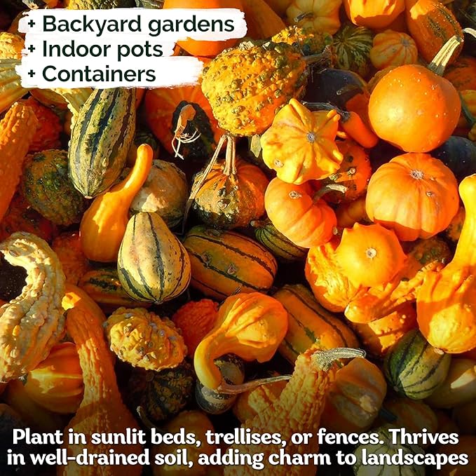 KVITER 50 Small Gourd Seeds Mix (Cucurbita Pepo) – Ornamental Fall Decor Gourds, Non GMO & Organic – Perfect Heirloom Seeds for Planting Decorative Gourds in Vegetable Garden