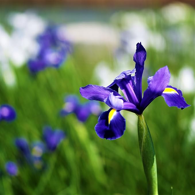 Easy to Grow Dutch Iris Telstar 20 Plant Bulbs - Blue Violet & Yellow Flowers in Spring to Summer, Full Sun Outdoor