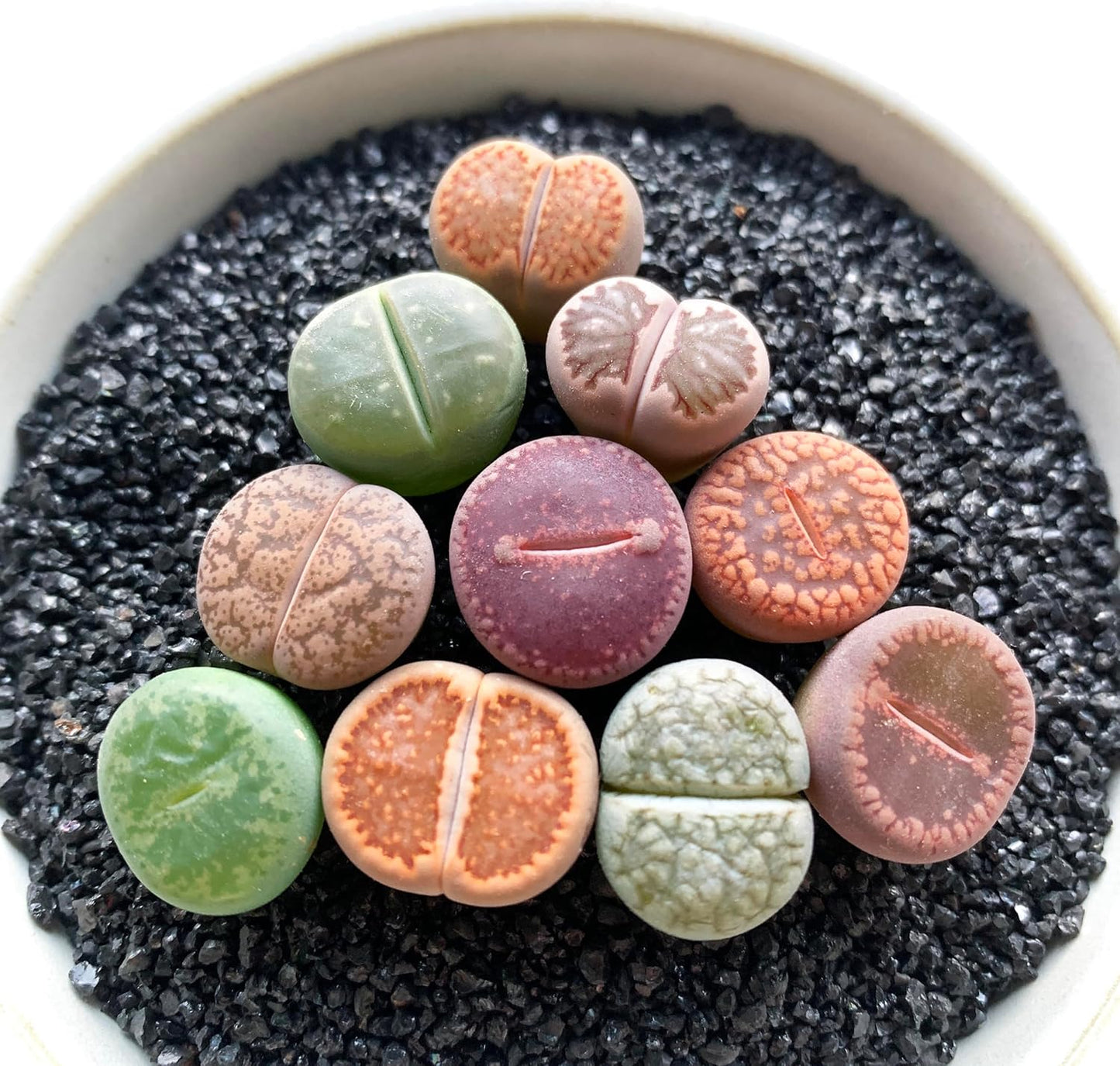 Lithops Large Random Mix Rare Live Succulent Plants, 10 Pcs Succulent Live Plant, Bare Root Without Pot & Soil, Indoor Office Desk Decoration, Friend Plant Lovers Gifts
