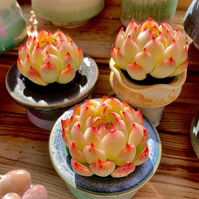 FWPP,Succulents Plants Live Echeveria Soul Fairy, Rare Pink 1 Head 2.5" Live Plant, Bare Root Without Pot Soil,Live Plants Indoor Wedding Party Baby Shower Decoration, Friend Plant Lovers Gifts