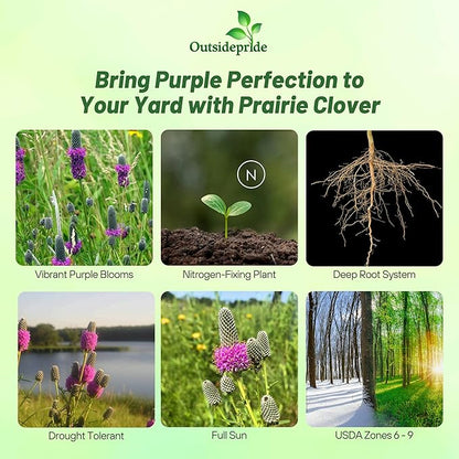 Outsidepride Purple Prairie Clover Seeds - 1 lb. Perennial Seeds for Planting, Easy to Grow, Drought & Heat Tolerant, High Protein Forage for Livestock, Ideal for Meadow Gardens, & Xeriscaping