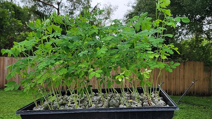 3 Moringa Plants with Free Moringa Seeds - Live Moringa Tree - Moringa Oleifera Plant - Moringa Tree - Drumstick Tree - Miracle Tree - Established Roots - Non-GMO - Organic - Moringa Plants - Herbs