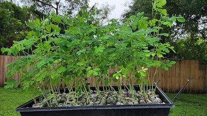 3 Moringa Plants with Free Moringa Seeds - Live Moringa Tree - Moringa Oleifera Plant - Moringa Tree - Drumstick Tree - Miracle Tree - Established Roots - Non-GMO - Organic - Moringa Plants - Herbs