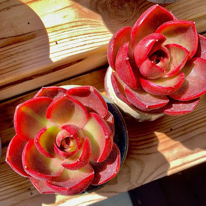 FWPP Live Succulents Plants Echeveria Red Lantern 2.5 inches,Rare red Succulents Bare Root Without Pot Soil, Live Plants Indoor Office Decoration Wedding and Gift
