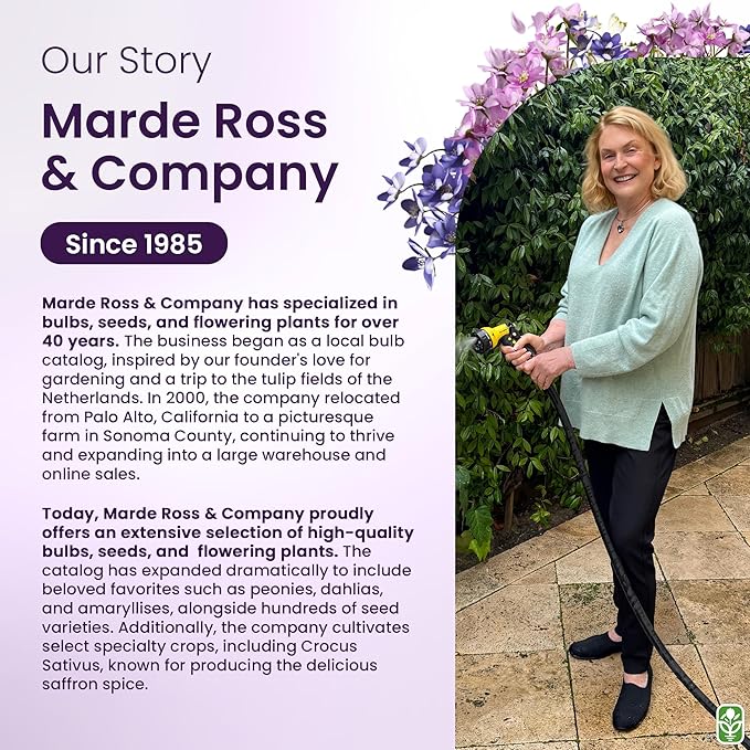 Chocolate Cherry Sunflower Seeds to Plant - Heirloom & Non-GMO - Large Package 200 Sunflower Seeds for Planting in Your Home Garden