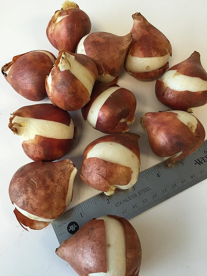 Darwin Hybrid Tulip Mix Flower Bulbs - 25 Bulbs per Pack - Good as Cut Flowers - Perennializing - Easy to Grow Live Plants - Outdoor Garden