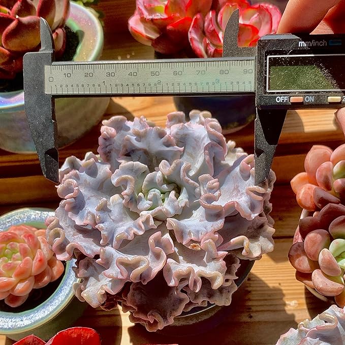 FWPP Echeveria 'Crispate Beauty' Live Succulent 3.5 Inch Potted Plant, Easy Care Indoor Houseplant, Real Succulent Gift for Home or Office Decor