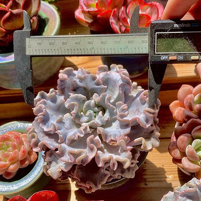 FWPP Echeveria 'Crispate Beauty' Live Succulent 3.5 Inch Potted Plant, Easy Care Indoor Houseplant, Real Succulent Gift for Home or Office Decor