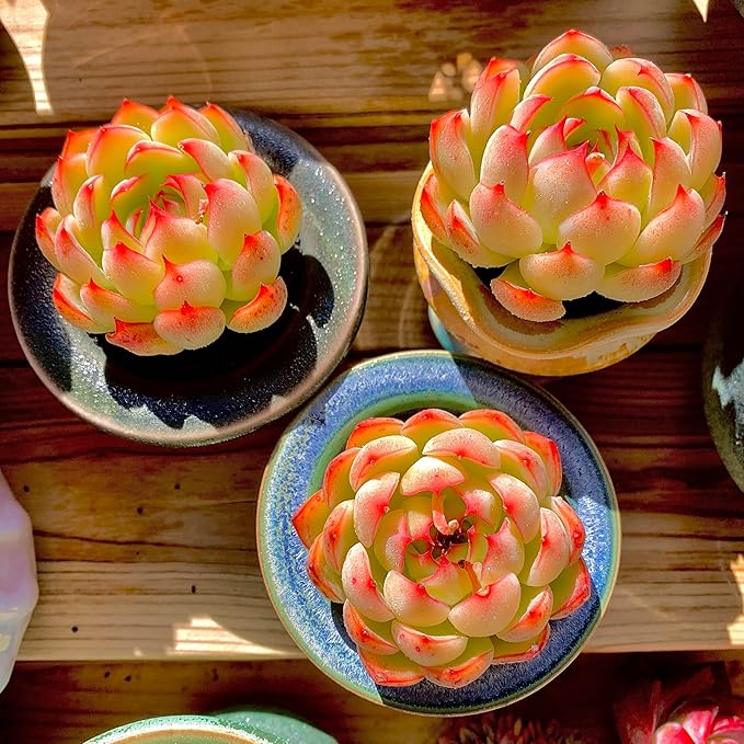 FWPP,Succulents Plants Live Echeveria Soul Fairy, Rare Pink 1 Head 2.5" Live Plant, Bare Root Without Pot Soil,Live Plants Indoor Wedding Party Baby Shower Decoration, Friend Plant Lovers Gifts