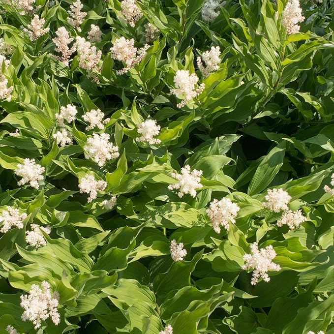 Outsidepride American Spikenard Seeds - 250 Pcs. Perennial, Hardy, Versatile & Pollinator Friendly, Herb Seeds for Planting Aromatic Foliage with Showy White Blooms for Wildlife Gardens & Easy Growth