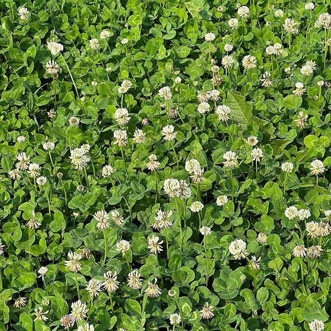 Micro Clover Seed for Lawn - 5 Lb Bulk - ~2 Million Microclover Seeds for Planting - Drought-Tolerant Mini Grass Alternative by Mountain Valley Seed Company