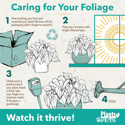 Essential Houseplant Collection (3PK) Live Plants Indoor Plants Live Houseplants in Plant Pots, Easy House Plants Indoors Live, Snake Plant, Pothos in Potting Soil, Clean Air Plants by Plants for Pets