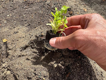 Herb Seedlings: Ready-to-Plant Seedlings, Starts, Plugs, Garden-Ready, Live Plants, Transplants, Pre-sprouted, for Soil & Hydroponic Gardens (Medium (36 seedlings))