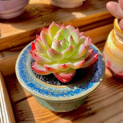 Echeveria Crystal Rose Rare Live Succulent Plants, Mini Pink 1 Head 2" Live Plant,Bare Root Without Pot Soil,Garden Indoor Office Desk Wedding Party Baby Shower Decoration, Friend Plant Lovers Gifts