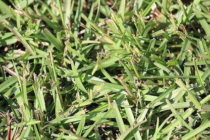 Centipede Grass Seed 5 Pound