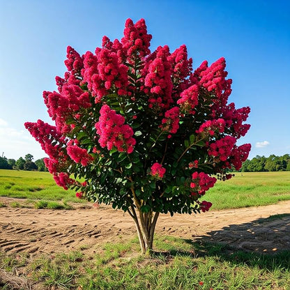 Tree Grow Kit | Easy to use | Educational | Memorial Gift | Plant It for The Planet | Grow Your Own Tree |Wide Selection to Choose from (Crape Myrtle)