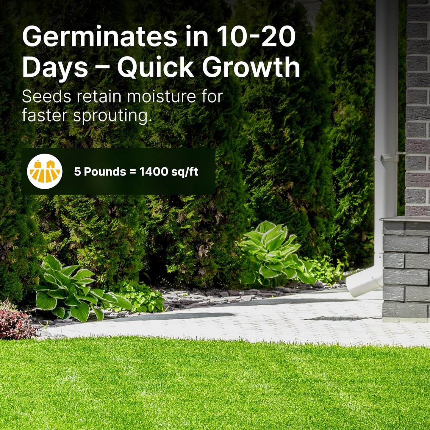 Kentucky 31 K31 Tall Fescue Grass Seed, 5 lbs - Drought Tolerant, Hardy & Abuse Tolerant, Excellent Forage, Pure Seed, Genuine KY31 Seeds, Weed Free, Hunting, Attractive to Deer and Elk