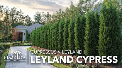Leyland Cypress | 1 Quart Size Plant | Cupressocyparis leylandii | Fast Growing Privacy Trees, Evergreen Landscape Plants, Drought Tolerant, Low Maintenance, Windbreak, Hardy