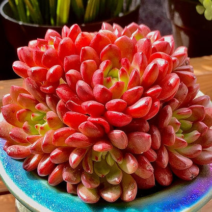Echeveria Pink Rubby Rare Live Succulent Plants, Red Cluster 3.5" Live Plant, Package Without Pot & Soil, Garden Indoor Office Desk, Wedding Party Baby Shower Decoration, Friend Plant Lovers Gifts
