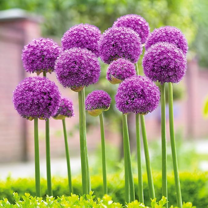 Garden State Bulb Gladiator Allium Flower Bulbs, 18cm, Fall Planting (Bag of 30)