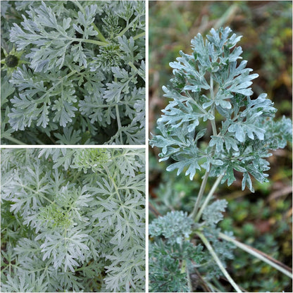 Seed Needs Wormwood Seeds for Planting - Non-GMO, Heirloom & Untreated Perennial Herb - Medicinal Herbs for Digestion & Gut Health (5 Packs)