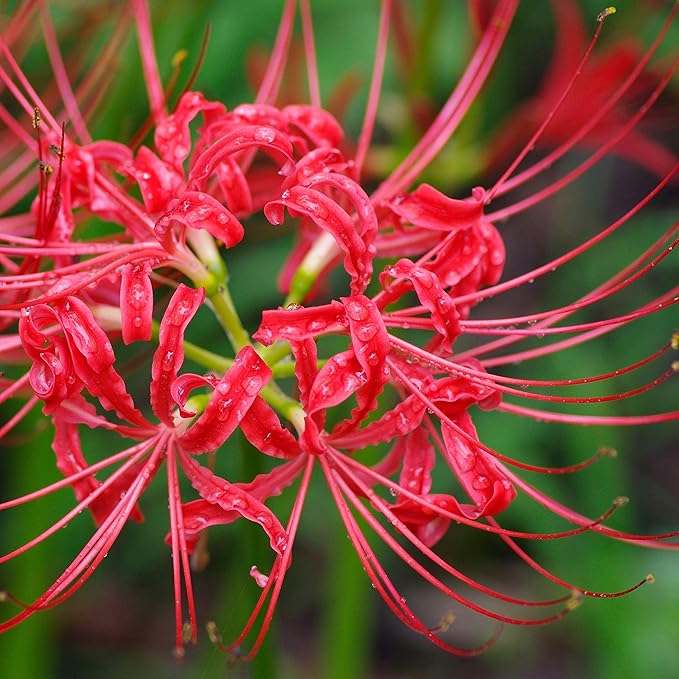 Easy to Grow Lycoris Red 'Spider Lily' Plant Bulbs (3 Pack) - Red Flowering Blooms in Summer to Fall Gardens