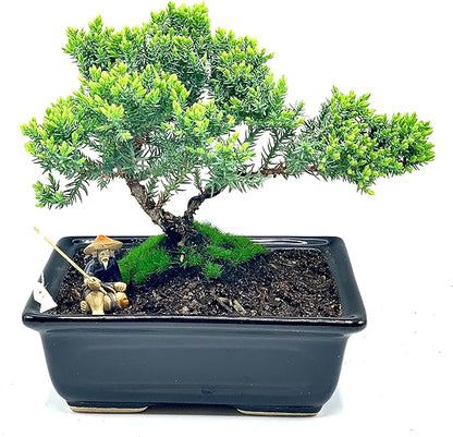 Live Dwarf Juniper Bonsai Tree About 6 Years Old with Cute Ceramic Fisherman | Juniper Bonsai Tree | Indoor/Outdoor | 100% Handcrafted| Home and Office Décor | Best Gift for Holiday
