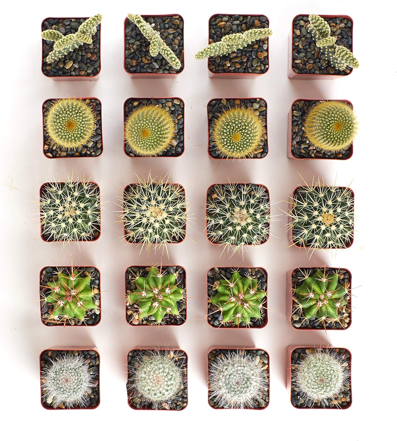 Shop Succulents Premium Live Mini Cactus Plants in Bulk 2" Pots, Easy Care Indoor or Outdoor Gardening, Terrariums, Favors, & Contemporary Spaces with Hardy, Resilient Varieties, Pack of 100