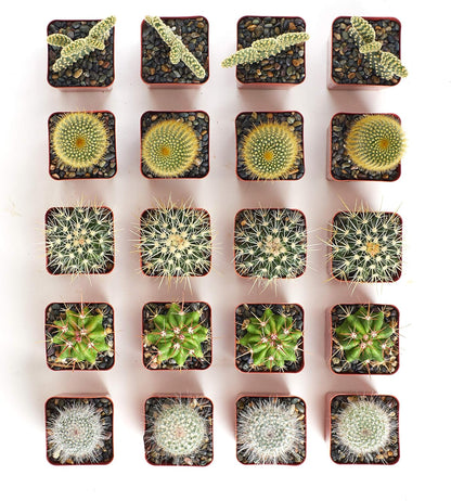Shop Succulents Premium Live Mini Cactus Plants in Bulk 2" Pots, Easy Care Indoor or Outdoor Gardening, Terrariums, Favors, & Contemporary Spaces with Hardy, Resilient Varieties, Pack of 100