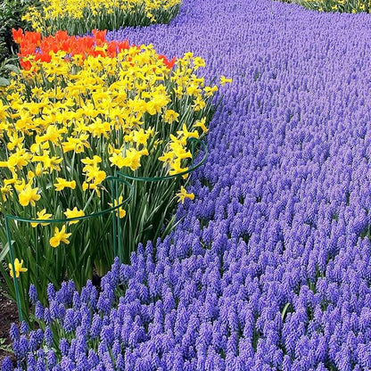 HiGift 16 Pack Plant Support Stakes, Half Round Metal Garden Plant Stake Indoor Peony Cages and Supports, Green Plant Support Ring Border for Tomato,Hydrangea,Flower Outdoor (10" Wide x 15.8" High)