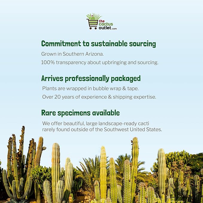Cactus Outlet - Live Saguaro Cactus, Cactus Plants Live, Live Cactus 4’ - Live Plants Indoor & Outdoor Use, Rare Large Live Cactus - Landscape Ready Large Cactus Plant Live