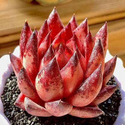 Echeveria Agavoides Romeo Rare Live Succulent Plants, Red 1 Head 2.7" Live Plant, Bare root without Pot Soil, Garden Indoor Office Desk, Wedding Party Baby Shower Decoration, Friend Plant Lovers Gifts