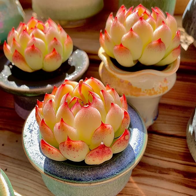 FWPP,Succulents Plants Live Echeveria Soul Fairy, Rare Pink 1 Head 2.5" Live Plant, Bare Root Without Pot Soil,Live Plants Indoor Wedding Party Baby Shower Decoration, Friend Plant Lovers Gifts