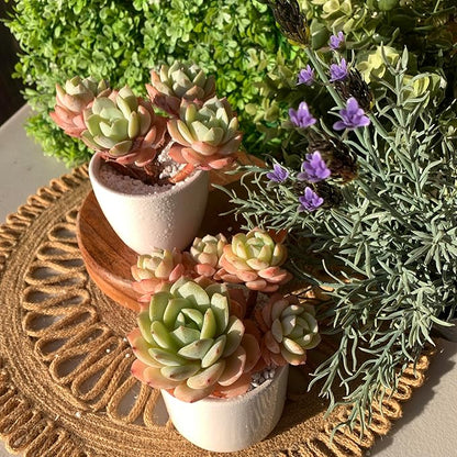 FWPP Live Succulents Plants Echeveria Love Song 3.5 inches,Rare Succulents Bare Root Without Pot Soil, Live Plants Indoor Office Decoration Wedding and Gift