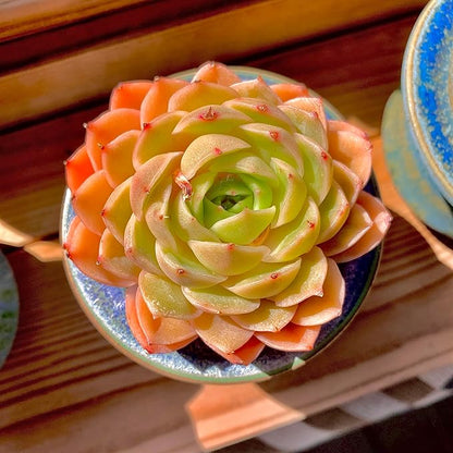 Echeveria Onslow Rare Live Succulent Plants, Orange 1 Head 2.5" Live Plant, Package Without Pot & Soil, Garden Indoor Office Desk, Wedding Party Baby Shower Decoration, Friend Plant Lovers Gifts