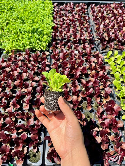 Farmers Bundle: Ready-to-Plant Seedlings, Starts, Plugs, Garden-Ready, Live Plants, Transplants, Pre-sprouted, for Soil & Hydroponic Gardens (XL (120 seedlings))