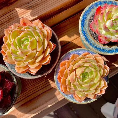 Echeveria Onslow Rare Live Succulent Plants, Orange 1 Head 2.5" Live Plant, Package Without Pot & Soil, Garden Indoor Office Desk, Wedding Party Baby Shower Decoration, Friend Plant Lovers Gifts