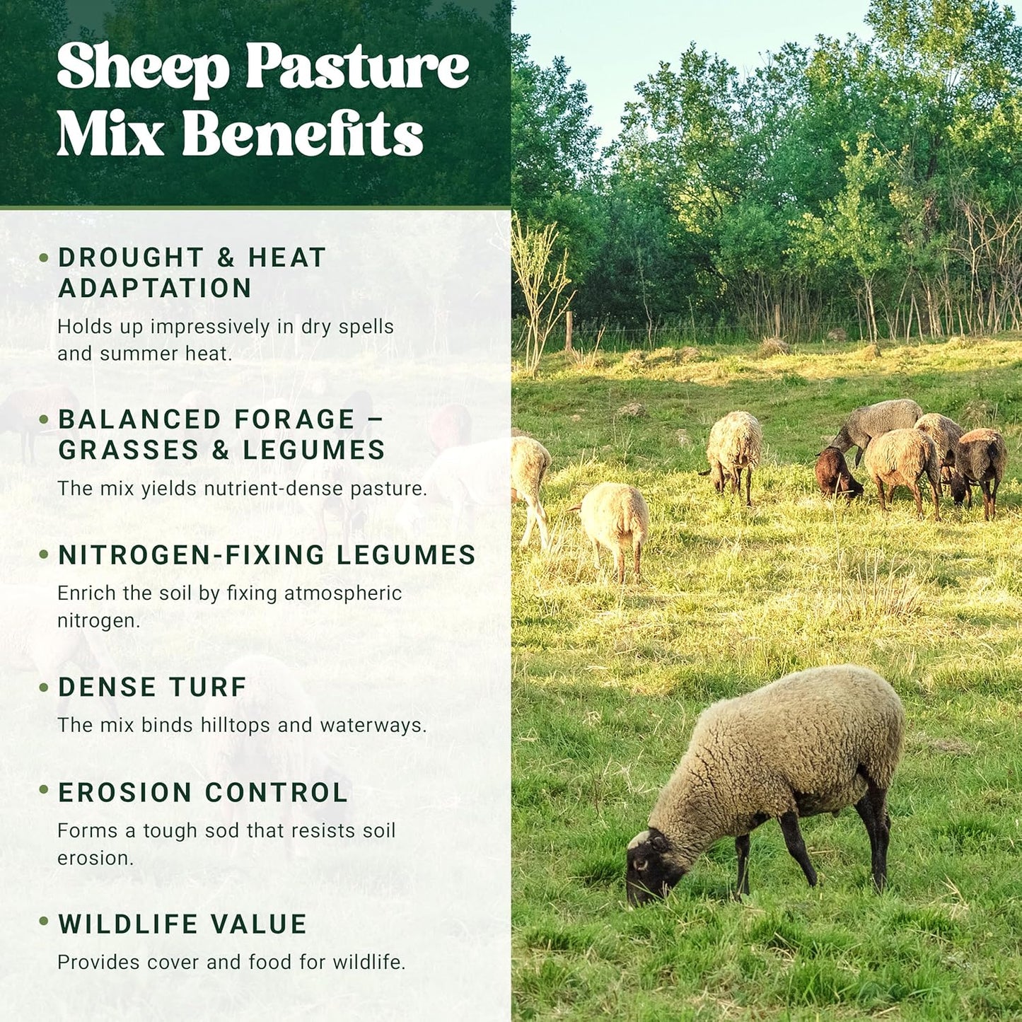 Nature's Seed Northern Sheep Forage Mix, Cattle Pasture Grass Seed Cool-Season Blend, Nutrient-Rich, 10 lbs