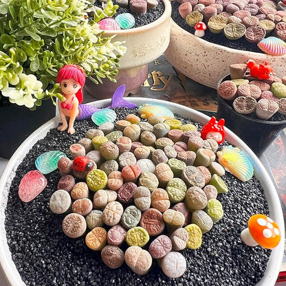 Lithops Large Random Mix Rare Live Succulent Plants, 30/50/100 Pcs 3 Years Bulk Succulent Live Plant, Bare Root Without Pot Soil, Garden Indoor, Plant Lover Gifts