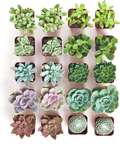 Shop Succulents Assorted Succulent Plant Pack Bulk Collection - Live Mini Succulent Plants, Low Maintenance, Mixture of Colors & Textures - Wedding and Party Favors, Gift & Garden, Pack of 20