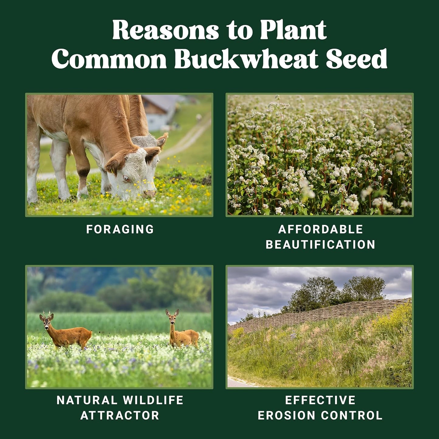 Nature’s Seed Common Buckwheat Seeds for Planting, Wildlife Food Plot, Cover Crop, Green Manure, Pasture, 5 Lbs