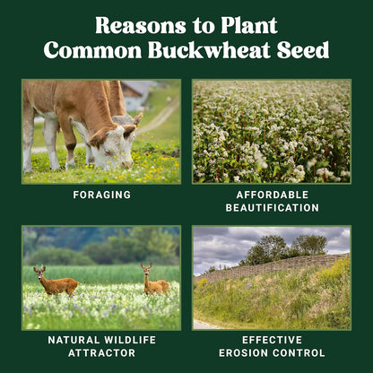 Nature’s Seed Common Buckwheat Seeds for Planting, Wildlife Food Plot, Cover Crop, Green Manure, Pasture, 5 Lbs