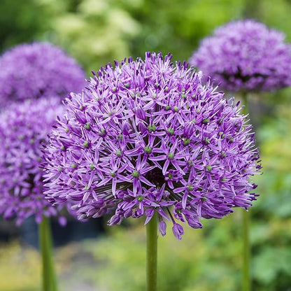 Easy to Grow Allium Purple Sensation 20 Plant Bulbs - Purple Globe Flowers in Spring to Summer, Outdoor Full Sun