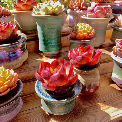 FWPP Live Succulents Plants Echeveria Red Lantern 2.5 inches,Rare red Succulents Bare Root Without Pot Soil, Live Plants Indoor Office Decoration Wedding and Gift